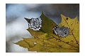 Herbst M 09